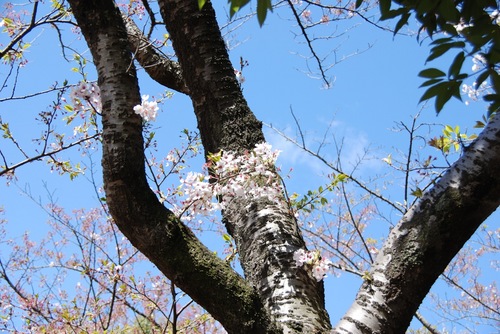 塩釜みなと公園の桜.jpg