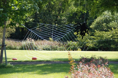 大きな蜘蛛の巣.jpg