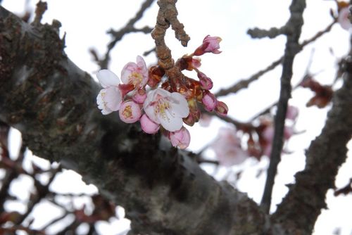 寒桜の種類でしょうか.jpg