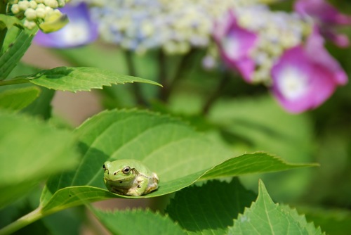 山神社の蛙と紫陽花.jpg