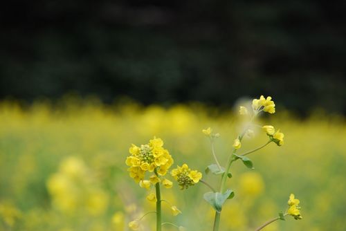朴島の菜の花畑.jpg