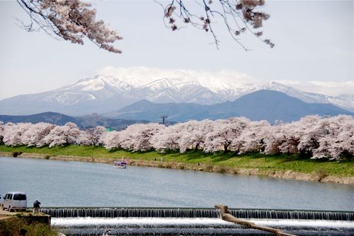 白石川韮神堰と桜と蔵王.jpg