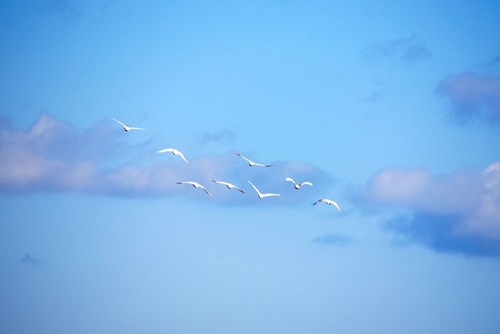 白鳥の空.jpg