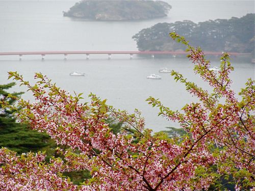 福浦橋と桜.jpg