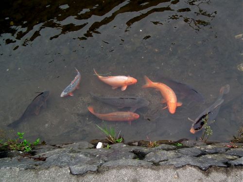 緒絶川の鯉.jpg