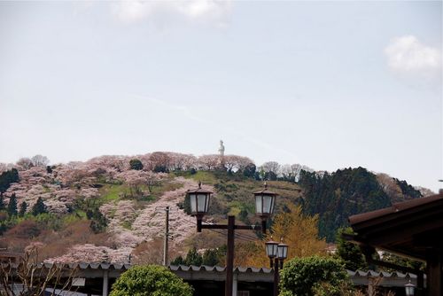 船岡城趾公園の桜と平和観音像.jpg