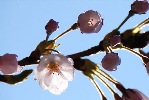 雨後の桜.jpg