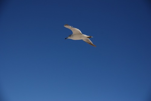 青い空白い海鳥.jpg