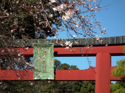 鳥居と四季桜.jpg